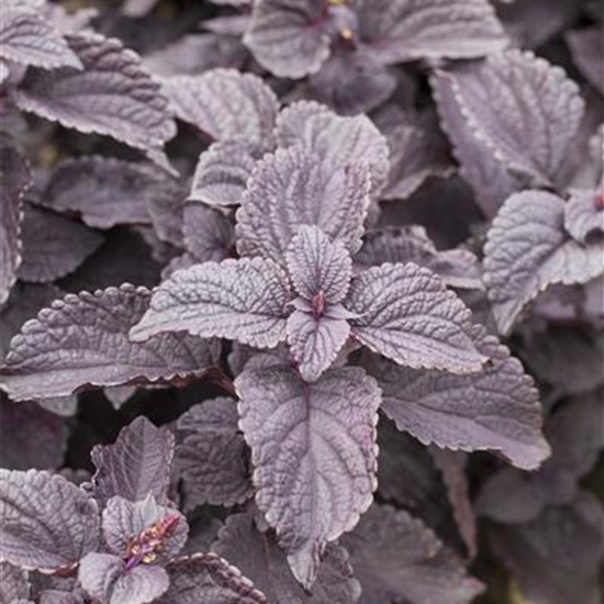 Buntnessel 'Black Prince'