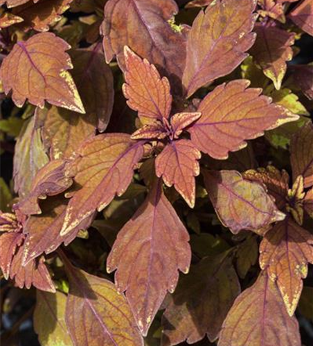 Buntnessel 'LANCELOT Cocoa Mint'