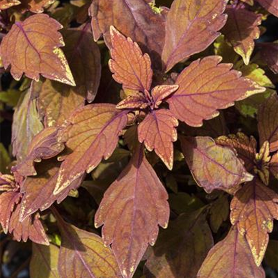 Buntnessel 'LANCELOT Cocoa Mint'