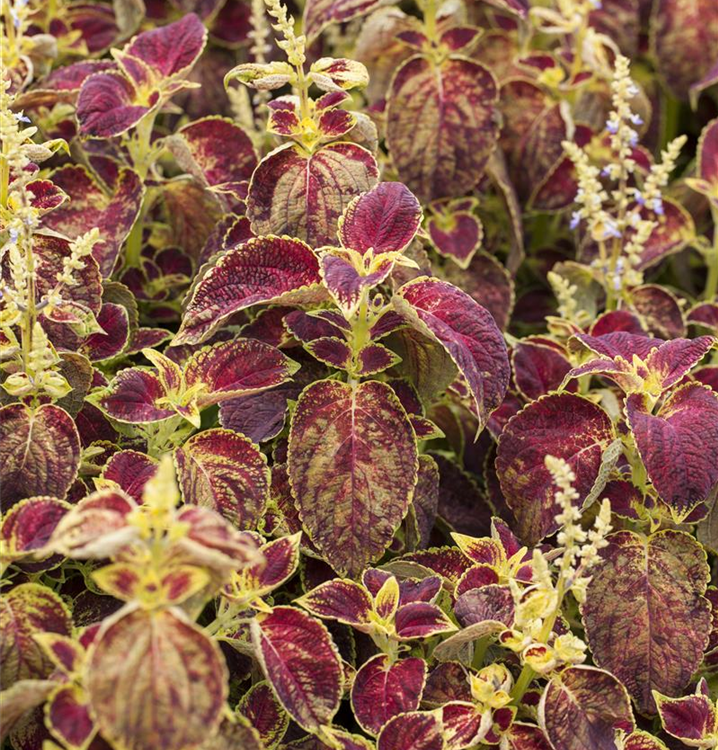 Solenostemon 'Dipt in Wine'