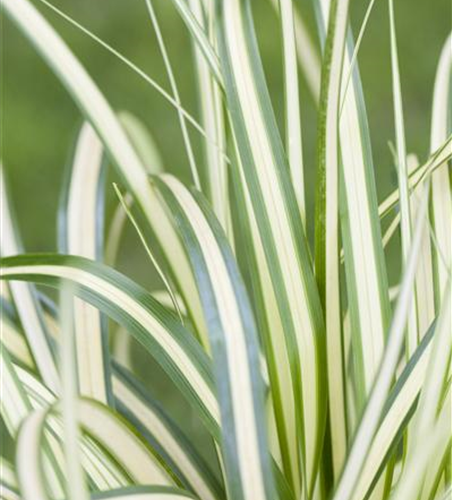 Carex oshimensis 'Evergold'