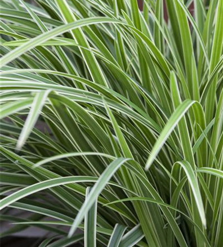 Carex morrowii 'Ice Dance'