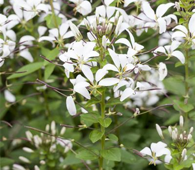 Cleome spinosa 'Señorita Blanca'