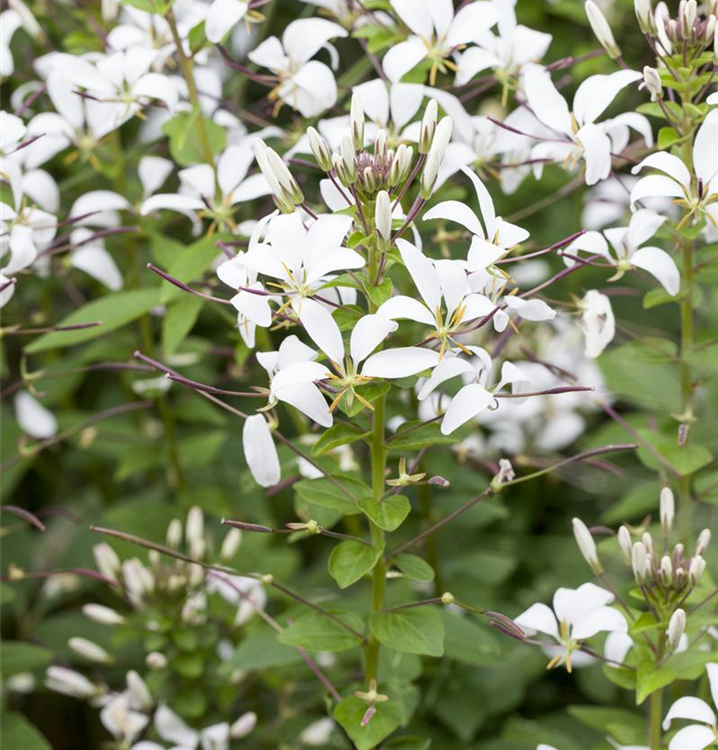 Spinnenblume 'Señorita Blanca'