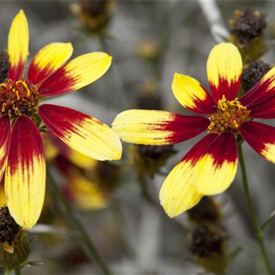 Coreopsis 'Bengal Tiger'