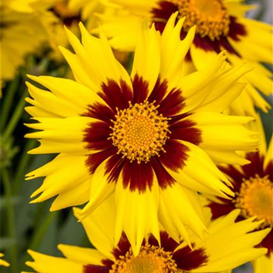 Coreopsis grandiflora 'SunKiss'