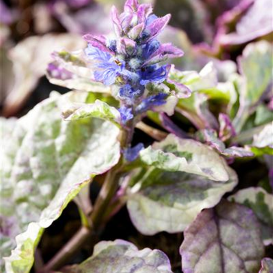 Ajuga 'Burgundy Glow'