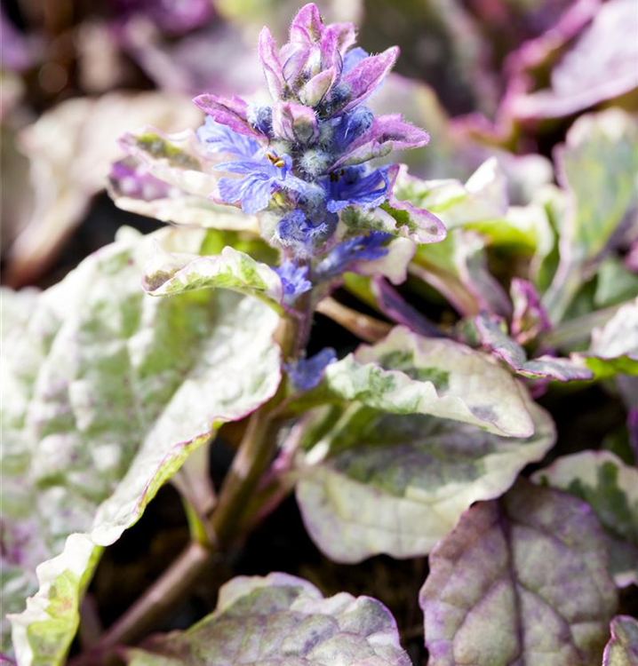 Mehrfarbiger Garten-Günsel 'Burgundy Glow'