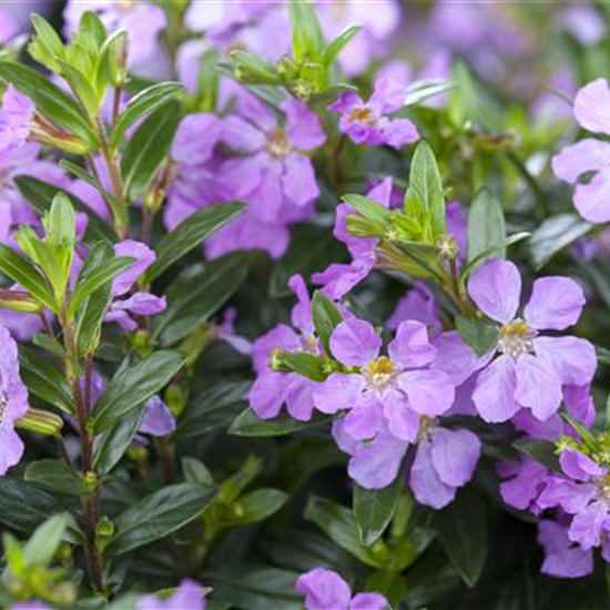 Cuphea hyssopifolia, lila