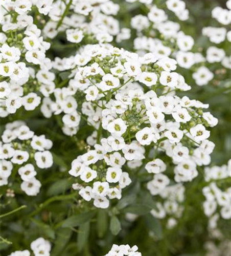 Lobularia maritima 'Snow Princess'