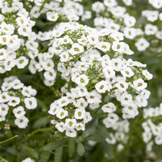 Lobularia maritima 'Snow Princess'