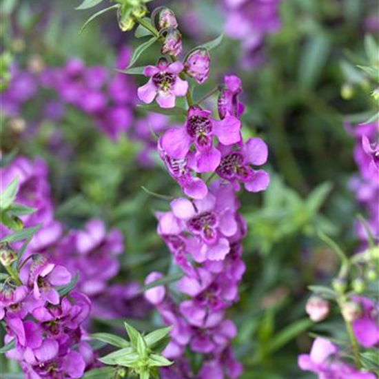 Angelonia angustifola, pink