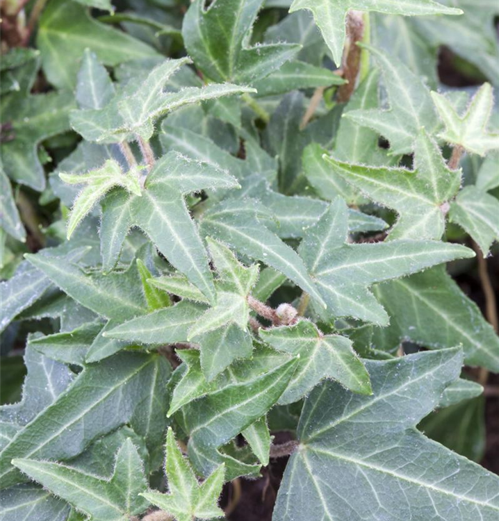 Hedera helix 'Asterisk'