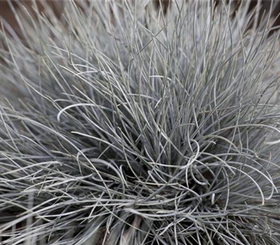 Festuca glauca 'Eisvogel'