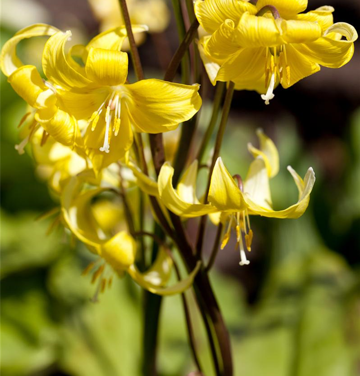 Erythronium tuolumnense 'Pagoda'