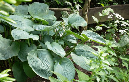 Hosta sieboldiana 'Big Daddy'