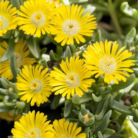 Mittagsblume Wheels of Wonder® 'Golden Wonder'