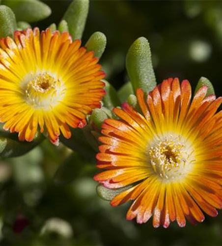 Mittagsblume 'Wheels of Wonder'® Orange Wonder