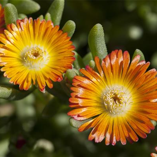 Mittagsblume 'Wheels of Wonder'® Orange Wonder