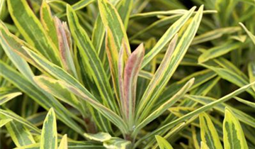 Zum Vergrößern klicken Bildvorschau