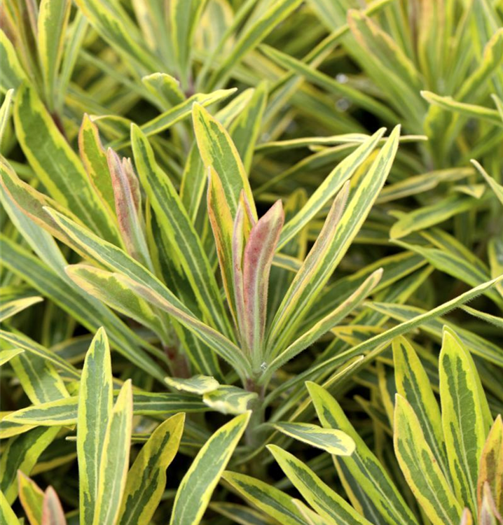 Garten-Wolfsmilch 'Ascot Rainbow' Garten-Wolfsmilch 'Ascot Rainbow'