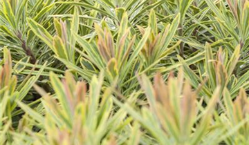 Zum Vergrößern klicken Bildvorschau