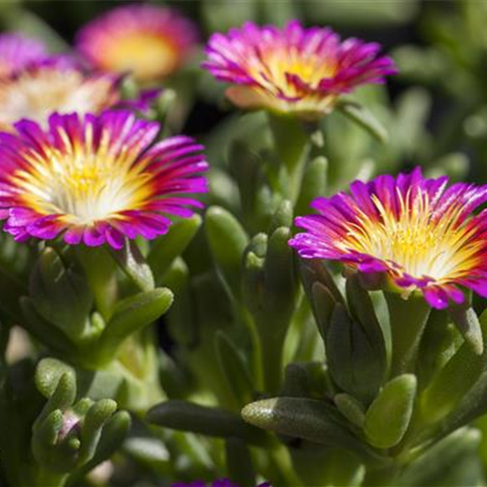 Mittagsblume Wheels of Wonder® 'Purple Wonder'