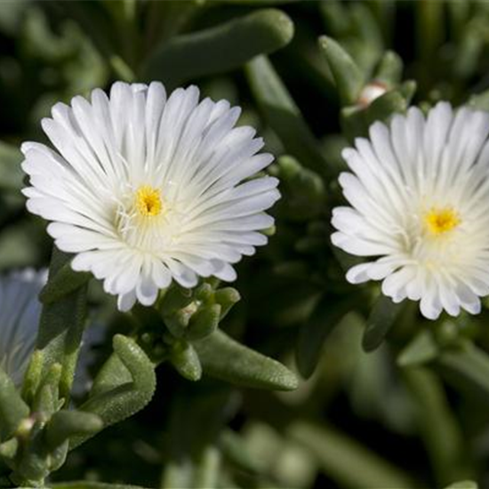 Mittagsblume Wheels of Wonder® 'White Wonder'