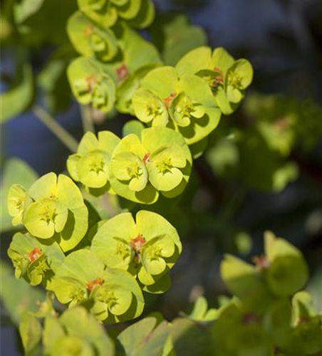 Euphorbia x martinii 'Athene'