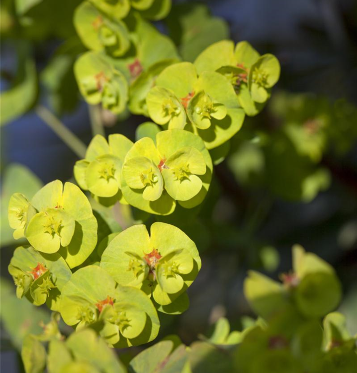 Hellgrüne Wolfsmilch 'Athene'