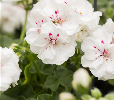 Hängegeranie 'Royal White'