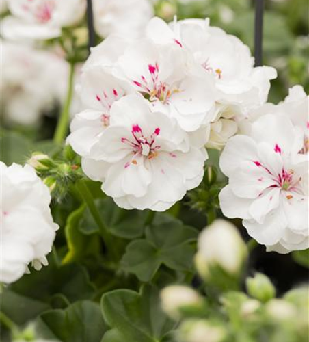 Hängegeranie 'Royal White'