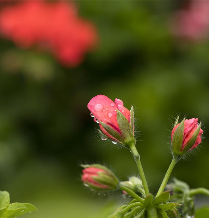 Pelargonium peltatum 'Royal® @Coral'
