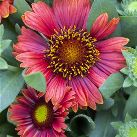 Gaillardia x grandiflor, rot