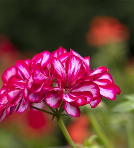Hängegeranie 'Royal® CandyChoc'