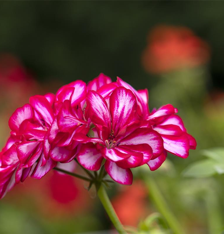 Pelargonium peltatum 'Royal® CandyChoc'
