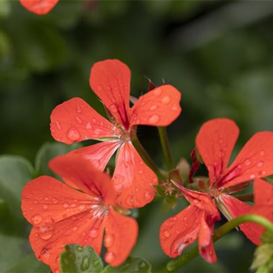 Hängegeranie 'Royal® Single Orange'