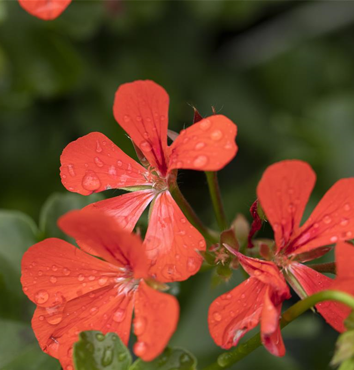 Pelargonium peltatum 'Royal® Single Orange'