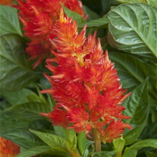 Federbusch 'Fire Red'