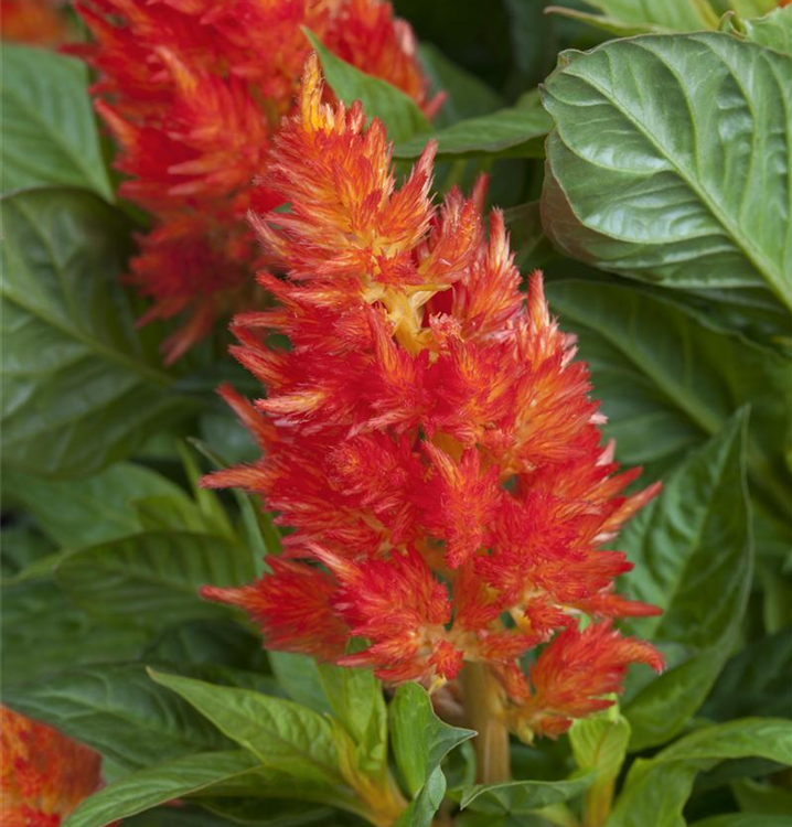 Celosia argentea 'Fire Red'