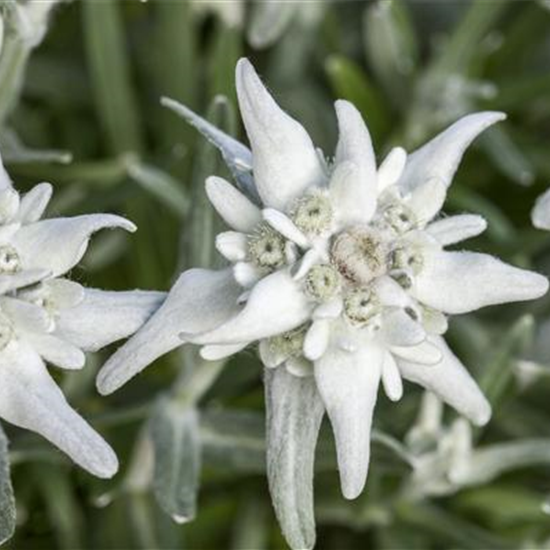 Garten Edelweiß 'Matterhorn'