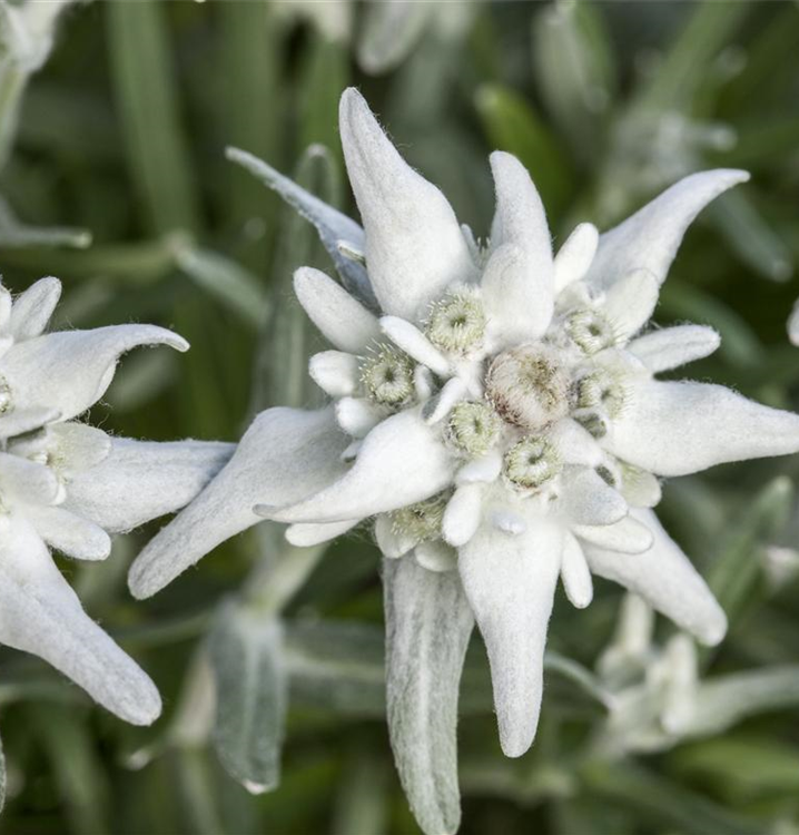 Leontopodium alpinum 'Matterhorn'