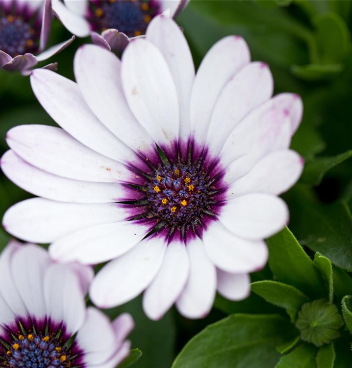 Osteospermum ecklonis 'Daisy-Zanzibar'