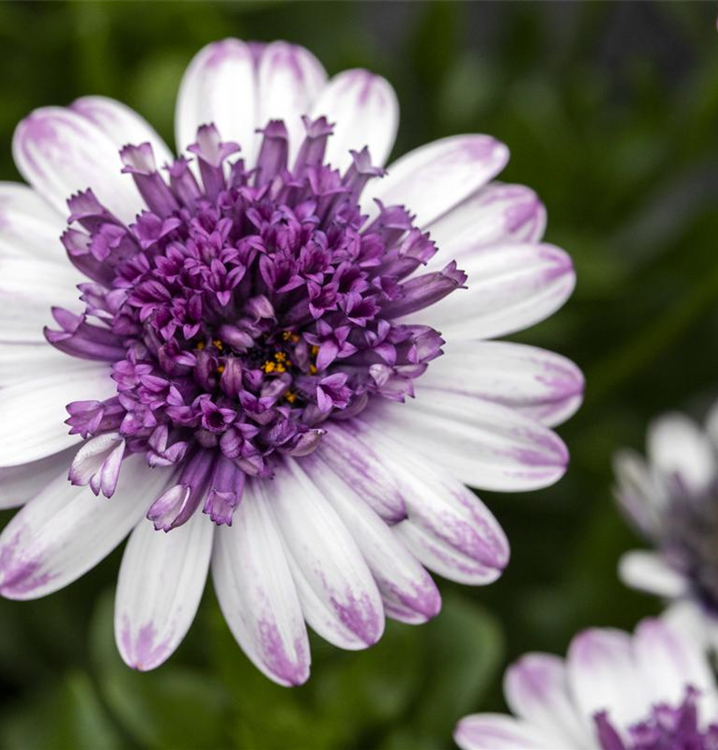 Osteospermum ecklonis 'Bluberry Shake'