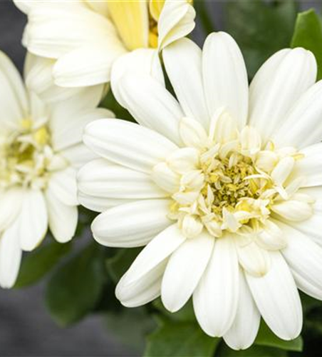 Kapmargerite 'Lemon Ice'