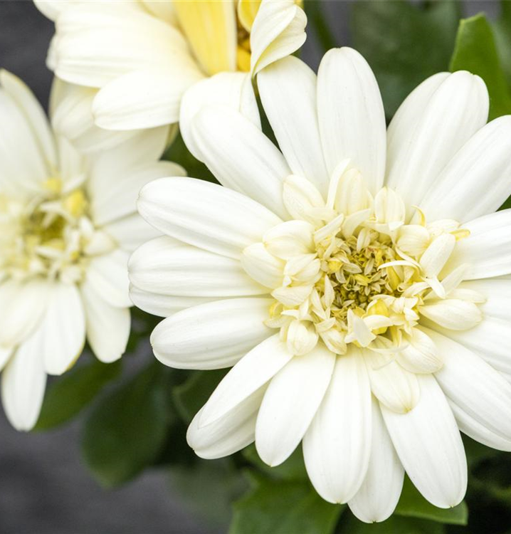 Osteospermum ecklonis 'Lemon Ice'