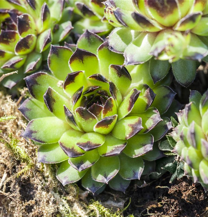 Sempervivum Mix Set