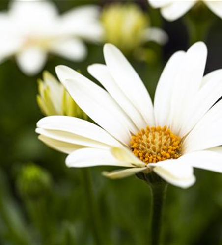 Kapmargerite 'SummerHero Creme'