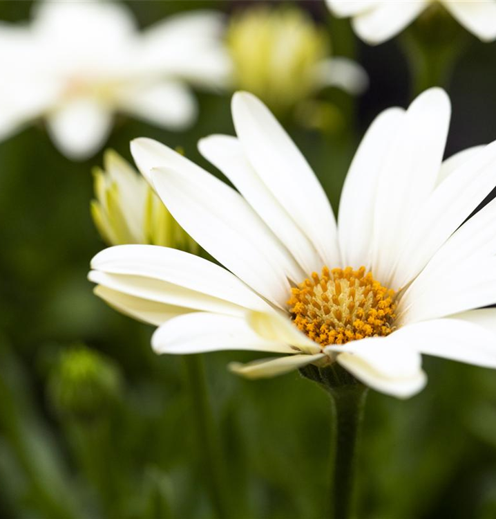 Osteospermum ecklonis 'SummerHero Creme'