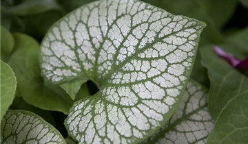 Zum Vergrößern klicken Bildvorschau